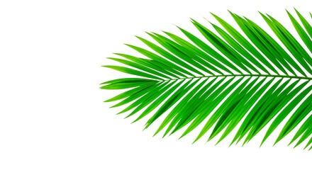 Obraz premium A lush green palm leaf, detailed against a deep black backdrop, radiates a natural vibe.