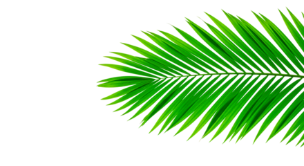 A lush green palm leaf, detailed against a deep black backdrop, radiates a natural vibe.