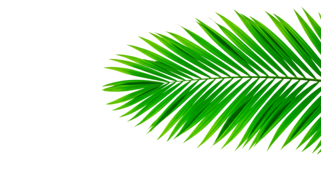 A lush green palm leaf, detailed against a deep black backdrop, radiates a natural vibe.