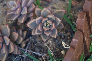 Suculentas
