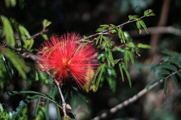 Esponjinha vermelha - Calliandra harrisii
