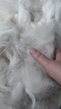 Hand going over soft white dog hair alabai undercoat close-up texture of natural fibres for grooming and recycling