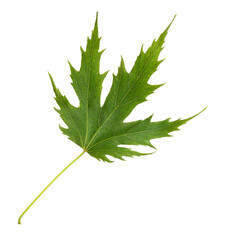 Closeup of fresh green maple leaf isolated on white or transparent background