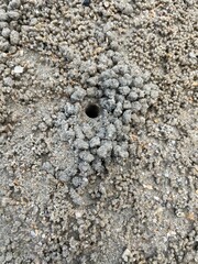 A perfectly circular crab hole is visible in the sand, surrounded by numerous small, spherical pellets of excavated sand, indicating recent crab activity.