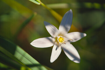 Closeup of a white flower with a vibrant yellow center