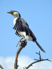 Little Pied Cormorant Drying its Wings