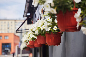 Potted plant, outdoor space decoration
