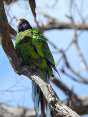 Australian Ringneck Perched in a Tree