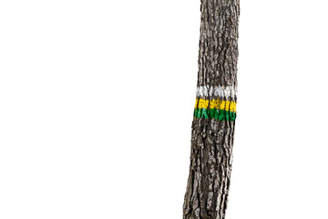 Trunk with painted colored lines.