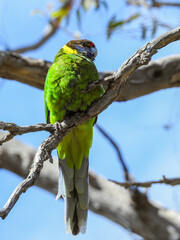 Australian Ringneck Looking at Camera
