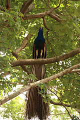 Peacock in a tree