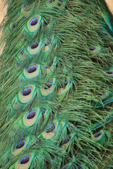 peacock feather background