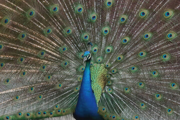 peacock with feathers out