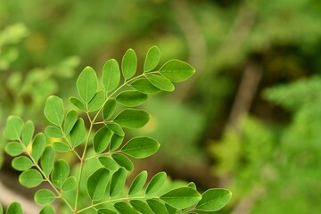 Moringa fresh leaves 