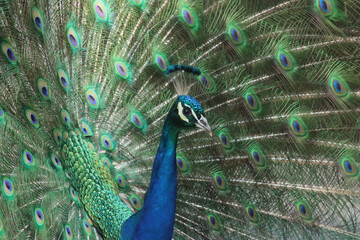 peacock with feathers
