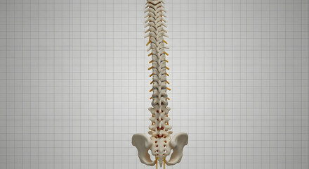 Fototapeta premium Human spine anatomy illustration