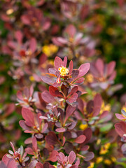 Blooming barberry branches in vibrant red foliage with delicate yellow flowers detailed botanical spring view
