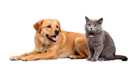 A golden retriever and a gray cat sit close together, showing their friendship.