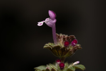 Henbit Deadnettle