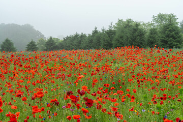 Field of Red Poppies on Misty Morning