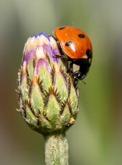 Ladybug on a Flower Bud
