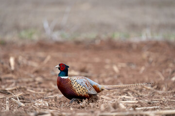 Ring Necked Pheasant