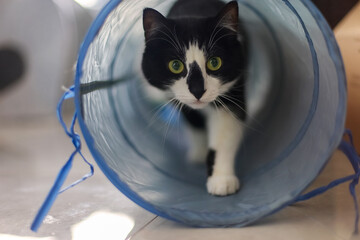 Interesting cat moving in a blue tunnel