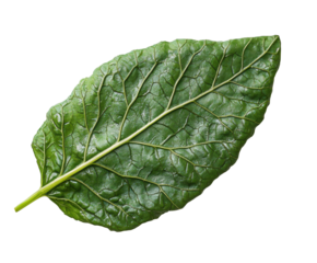 Exploring the intricacies of a green leaf nature detail isolated on transparent background