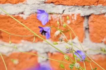Flowers on the background of a brick wall. A bumblebee sits inside a flower bud