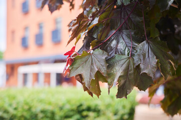 Dark red maple leaves on the background of a modern building