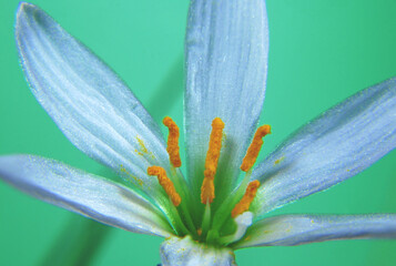 blooming flower of houseplant zephyranthes on a green background