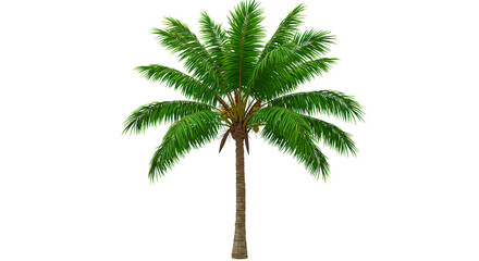 A beautiful palm tree stands tall with its lush green fronds and tropical allure.