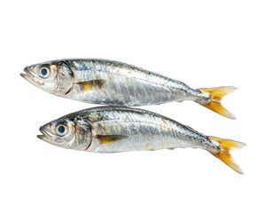 Fresh sardines for sale local market seafood vibrant environment isolated on transparent background
