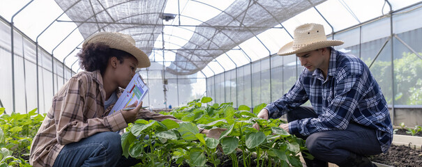 Gardener inspects and records quality of green lettuce in greenhouse cultivation. Horticulture farmer harvest healthy nutrition organic salad vegetables on hydroponic farm