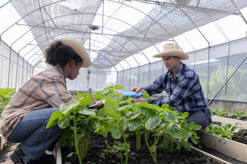 Gardener inspects and records quality of green lettuce in greenhouse cultivation. Horticulture...