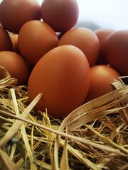Brown chicken egg in sharp focus with blurred background of eggs on straw.