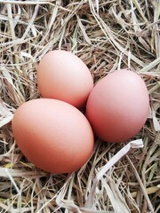 Three brown chicken eggs arranged on dry straw with soft natural background.