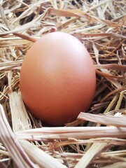 Single brown chicken egg resting on dry straw in soft natural light.