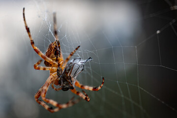 Spinne mit Beute, Spider with prey