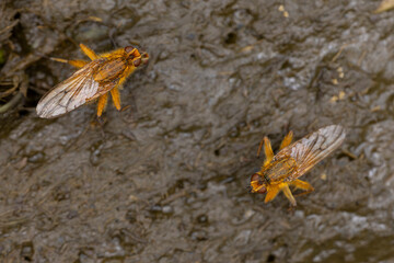 yellow dung fly or golden dung fly (scathophaga stercoraria) meeting on fresh cow pat for mating or copulating, afterwards laying eggs in the manure