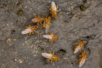 yellow dung fly or golden dung fly (scathophaga stercoraria) meeting on fresh cow pat for mating or copulating, afterwards laying eggs in the manure
