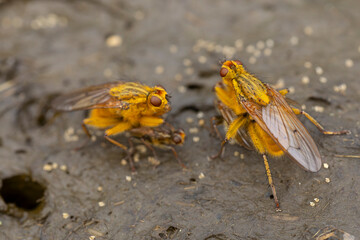 yellow dung fly or golden dung fly (scathophaga stercoraria) meeting on fresh cow pat for mating or...