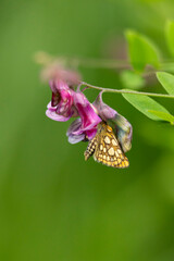 chequered skipper or arctic skipper (carterocephalus palaemon) found in Germany in the Steigerwald
