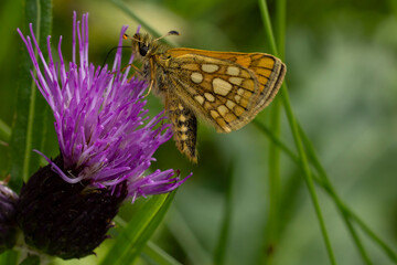 chequered skipper or arctic skipper (carterocephalus palaemon) found in Austria in the Valley of...