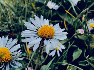 daisies in the garden