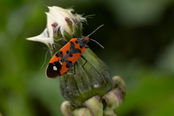Spilostethus saxatilis perching on a dandelion found in Austria in the Valley of river Lech