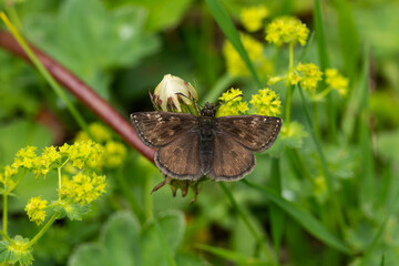 dingy skipper (erynnis tages) on a dandelion found in Austria in the Valley of river Lech