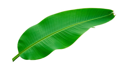 Fototapeta premium A close-up of a vibrant green banana leaf, perfect for a tropical theme.