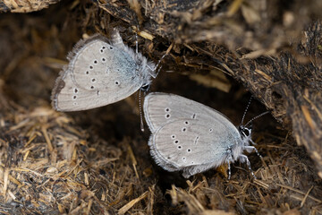 two small blue (cupido minimus) on a cow pat sucking salty moisture