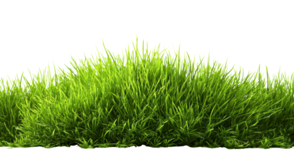 Lush green grass on a white isolated background, perfect for design projects and nature themes.